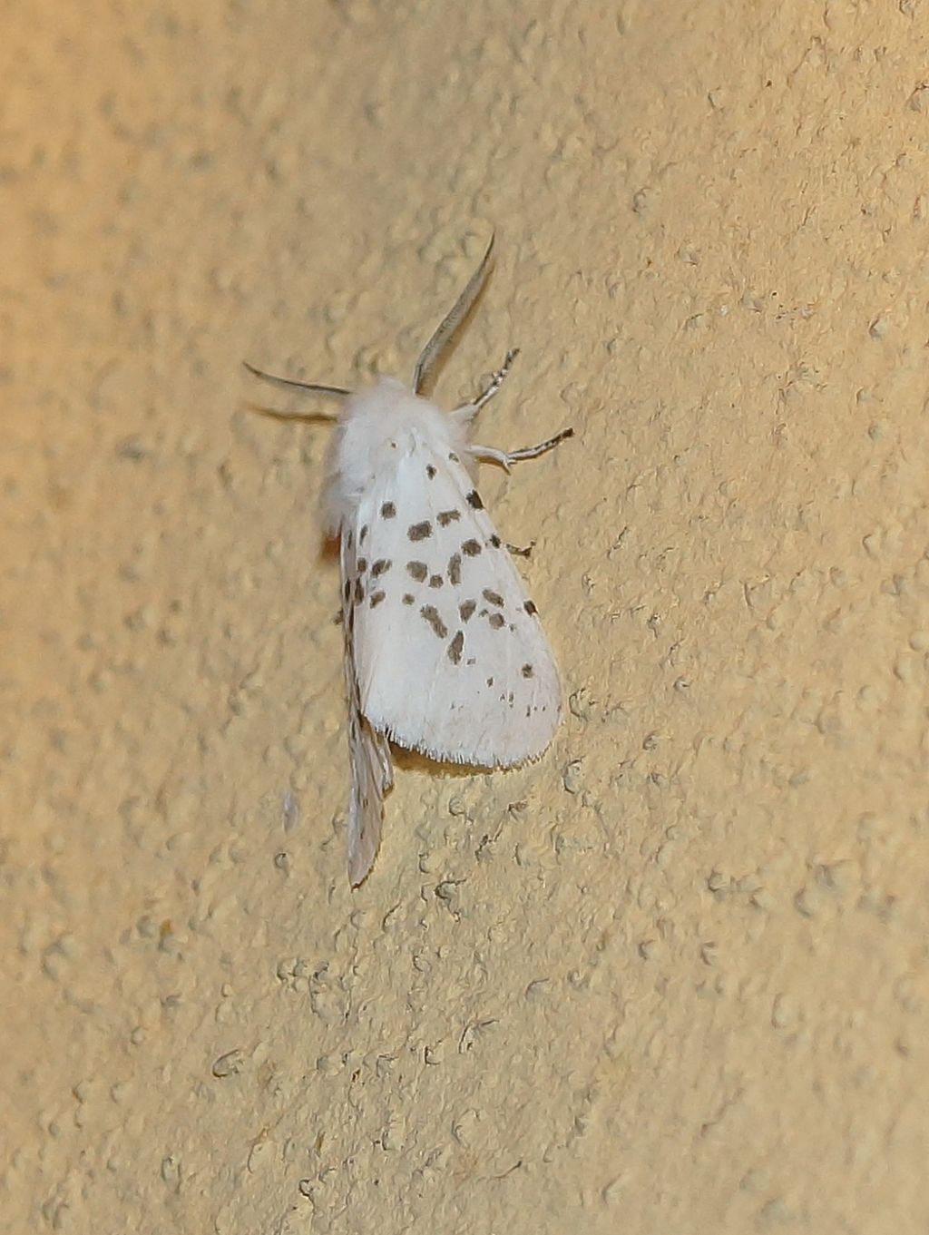 Spilosoma lubricipedum? No, Hyphantria cunea - Erebidae